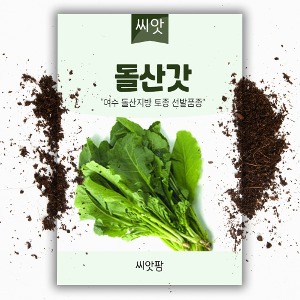 돌산갓 씨앗 (2000립)