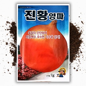 진황 양파 씨앗 종자 7g 저장양파 중만생종