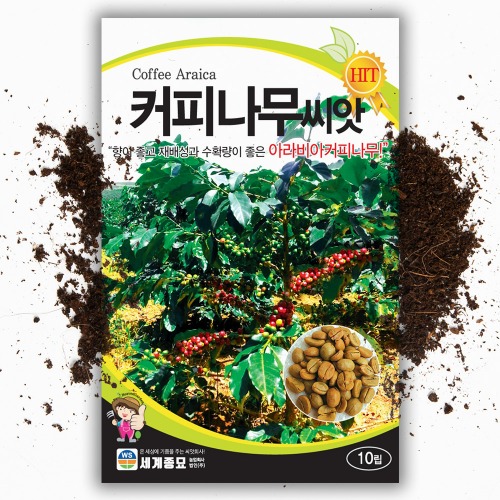 아라비카 커피나무씨앗 (10립)