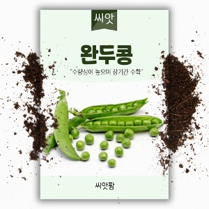 완두콩 씨앗(40g)